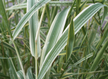 Arundo donax variegatus