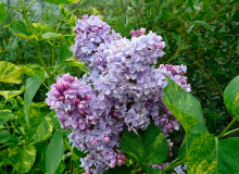 Aucubaefolia