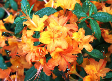Coccinea Speciosa