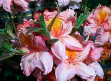 Berryrose