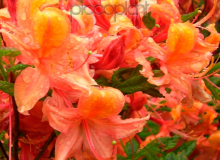 Bouquet de Flore
