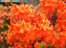 Glowing Embers
