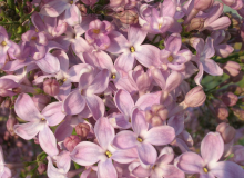 Lavender Lady