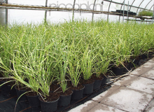 Miscanthus strictus
