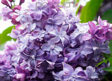 Nadeshda