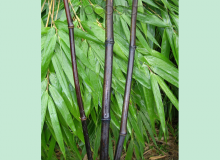 Phyllostachys nigra