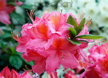 Pink Delight