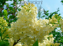Primrose