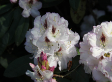 Rhododendron