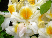 White Melody
