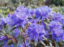 Zwerg-Rhododendron Azurwolke