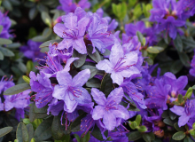 Zwerg-Rhododendron Blue Wonder