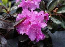 Zwerg-Rhododendron PJM Elite