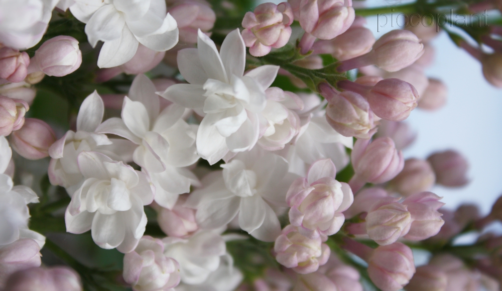 Syringa Klassiker