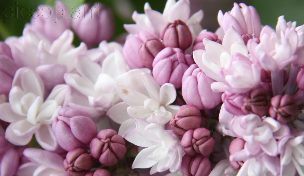 Syringa hyacinthiflora