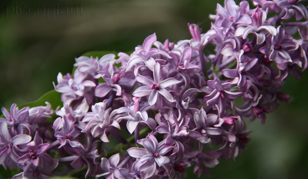 Syringa hyacinthiflora 'Royal Purple'