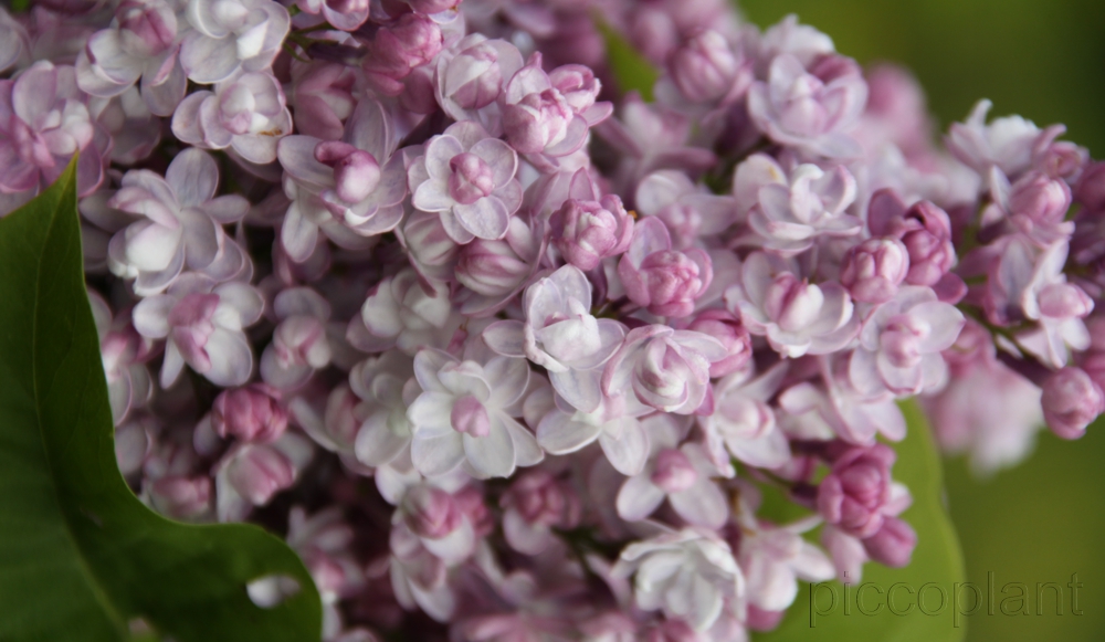 Rose Rarities