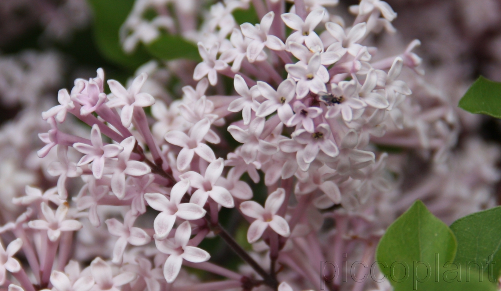 Special Syringa