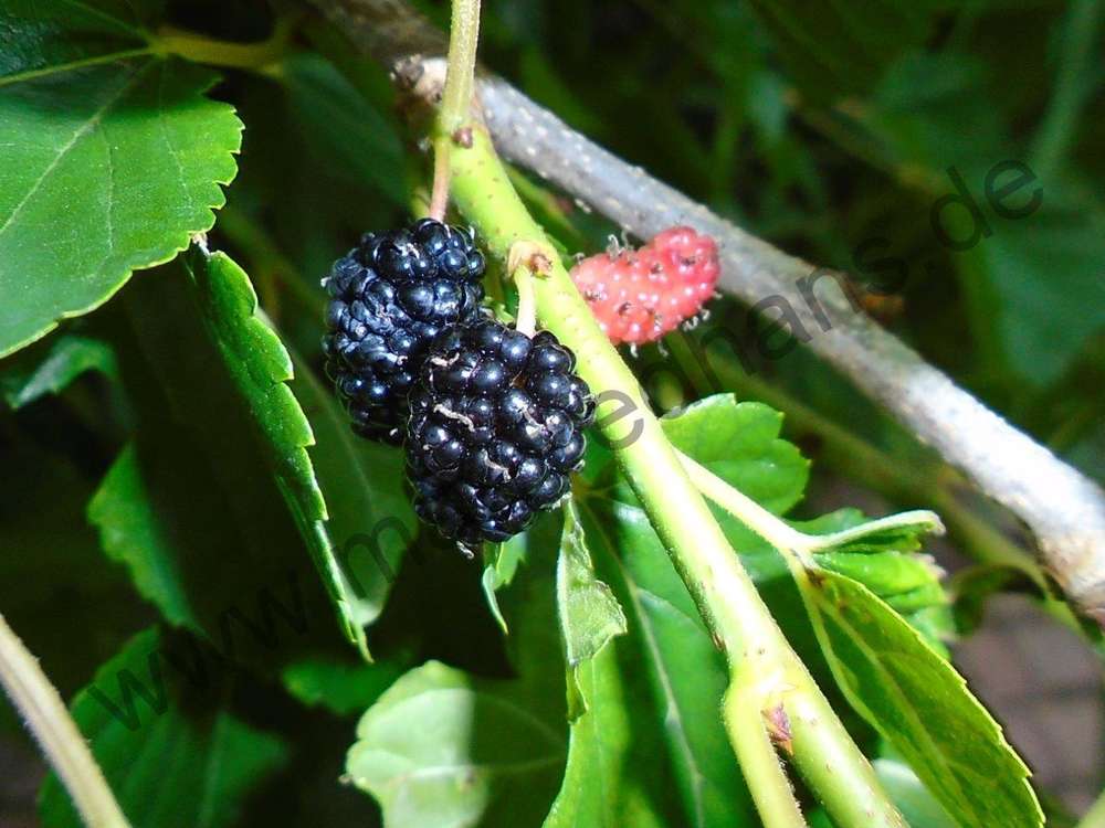 Maulbeeren