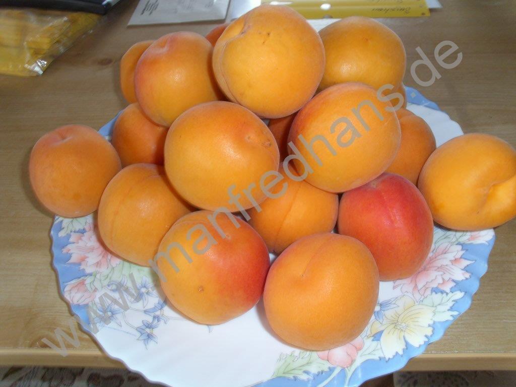 Obstbaume