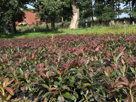Azalea-in-C2-2