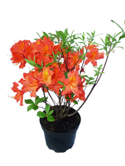 Azalea-in-C2-3