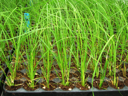 Cortaderia-in-QP