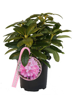 Rhododendron-in-C2-1