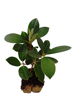Rhododendron-in-Tb9-1