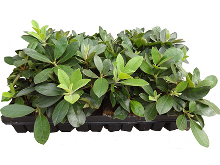Rhododendron-in-Tb9-2