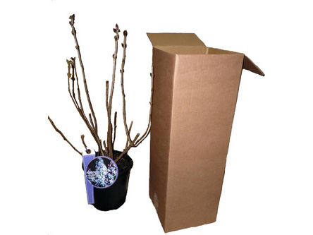Versand-Flieder-in-35-Online-Shop