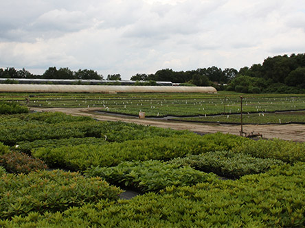rhodos-feld